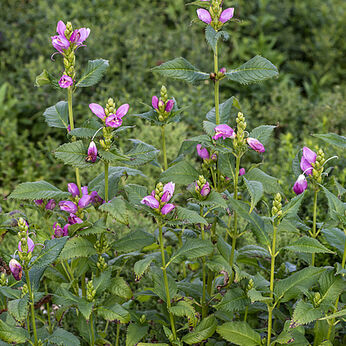 Chelone obliqua