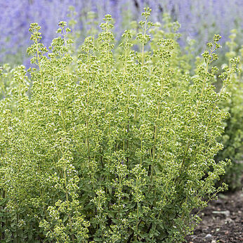 Origanum vulgare