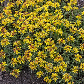 Sedum floriferum