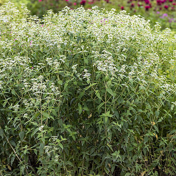 Pycnanthemum muticum