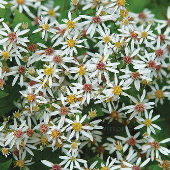 Aster divaricatus