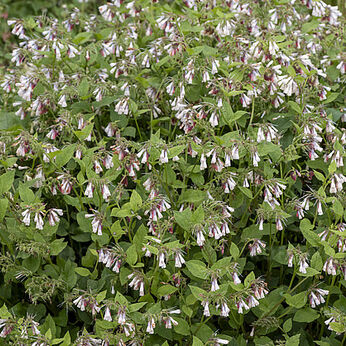 Hidcote Blue