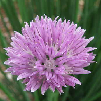 Allium schoenoprasum