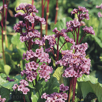 Bergenia cordifolia