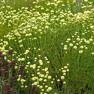 Santolina rosmarinifolia