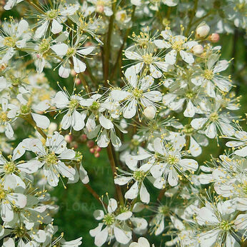 Filipendula vulgaris