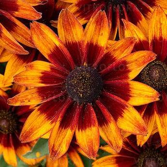 Sunbeckia® Sarah