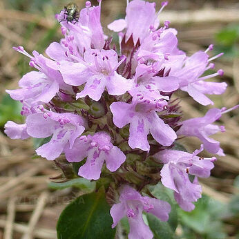 Thymus pulegioides