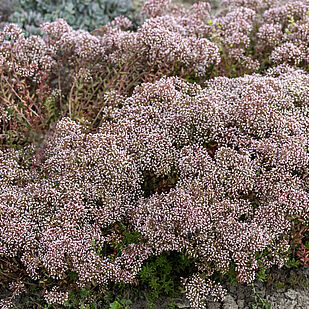 Coral Carpet