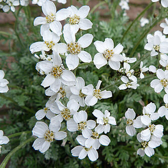 Achillea kellereri