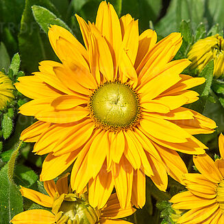 Sunbeckia® Emma