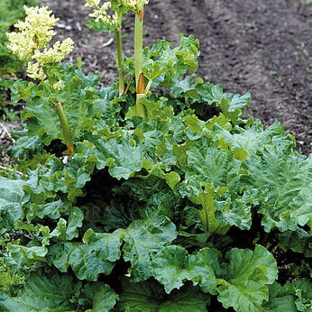 Rhubarb