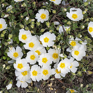 Cistus x obtusifolius