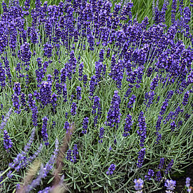 Hidcote Blue