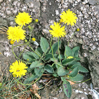 Hieracium pilosella