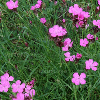 Dianthus carthusianorum