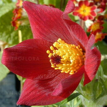 Red Bells / Rote Glocke