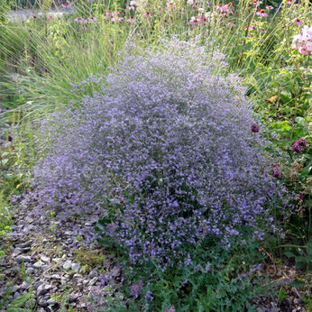 Limonium latifolium