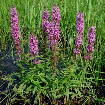 Lythrum salicaria