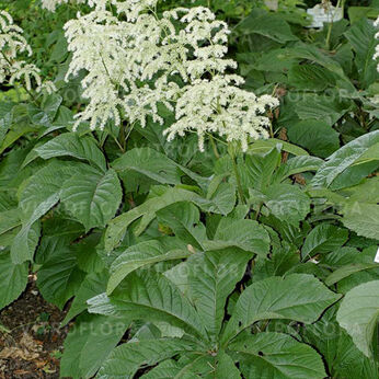 Rodgersia henrici