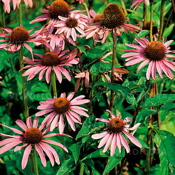 Echinacea purpurea<br>